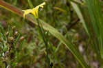 Grooved flax